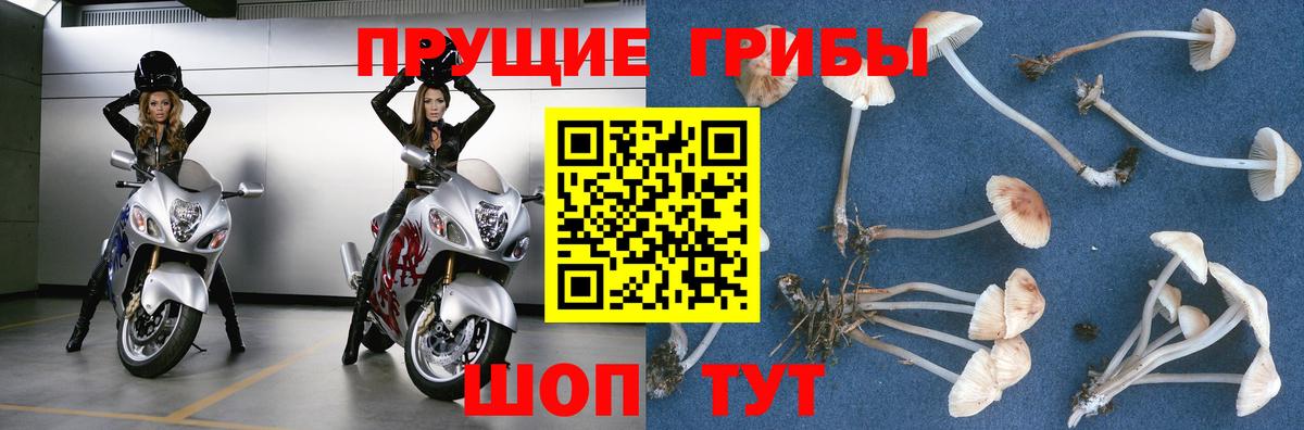 Псилоцибиновые грибы Psilocybine cubensis Калининград